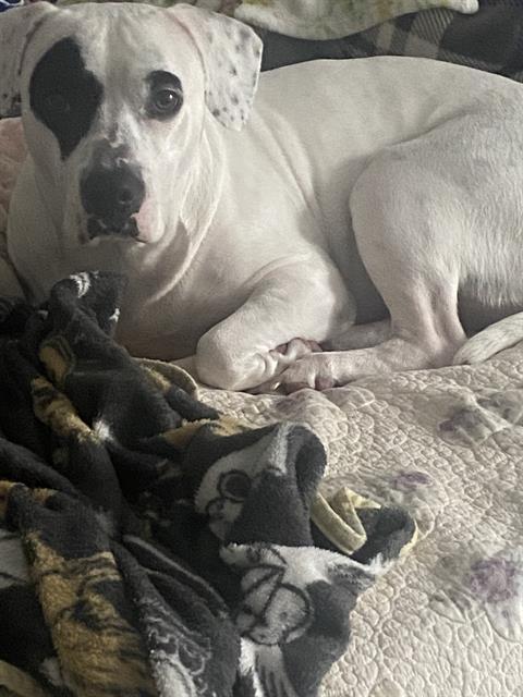 BELLA, Adoptable, Adult Female American Staffordshire Terrier.