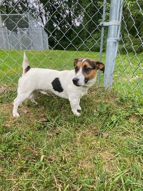 Lucky, Adoptable, Adult Male Jack Russell Terrier.