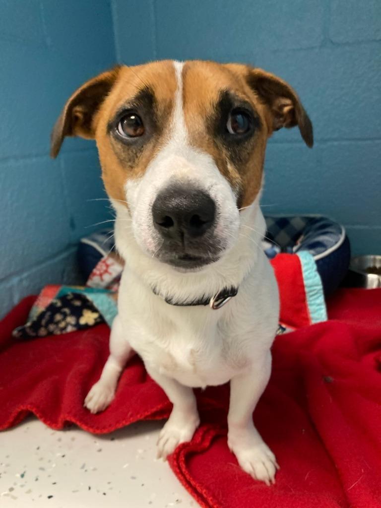 Enlarge Lucky, a Adopted mixed breed in Muskegon, MI image 2/6
