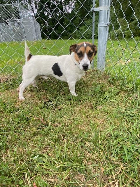 Enlarge Lucky, a Adopted mixed breed in Muskegon, MI image 3/6