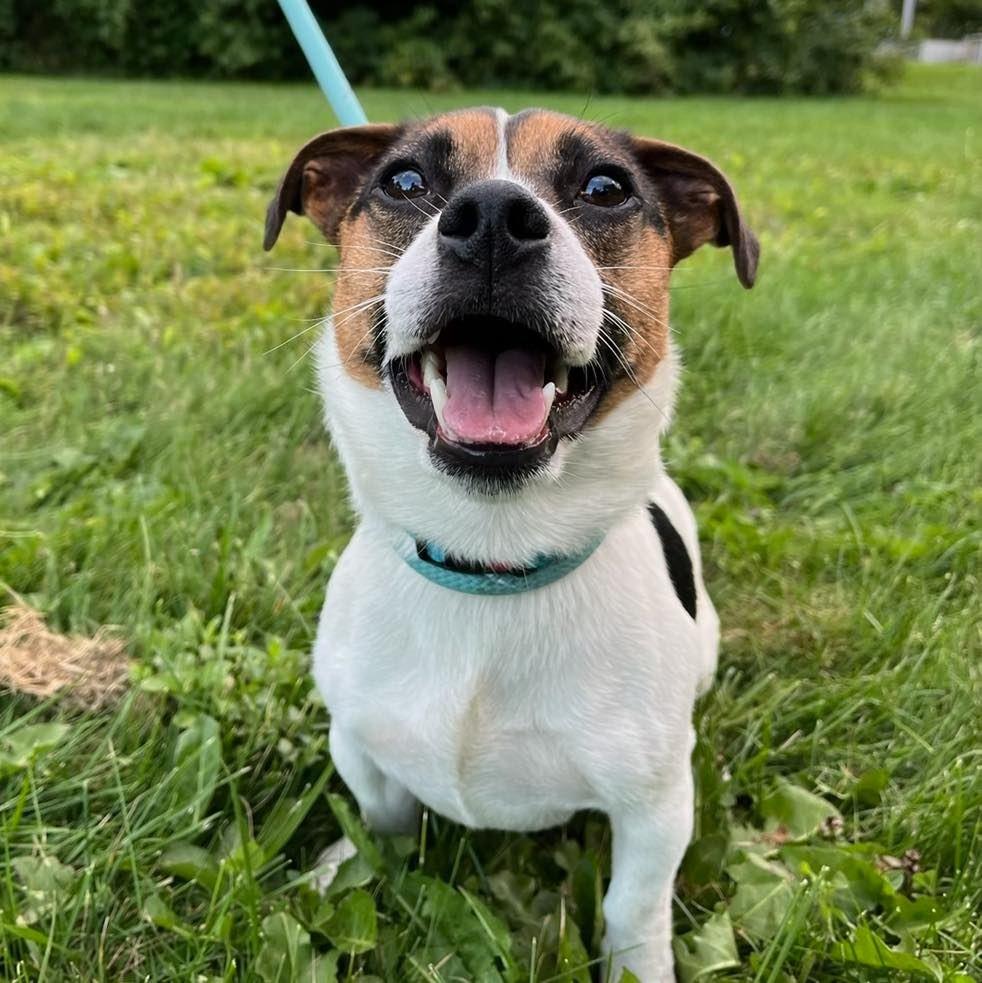 Enlarge Lucky, a Adopted mixed breed in Muskegon, MI image 4/6