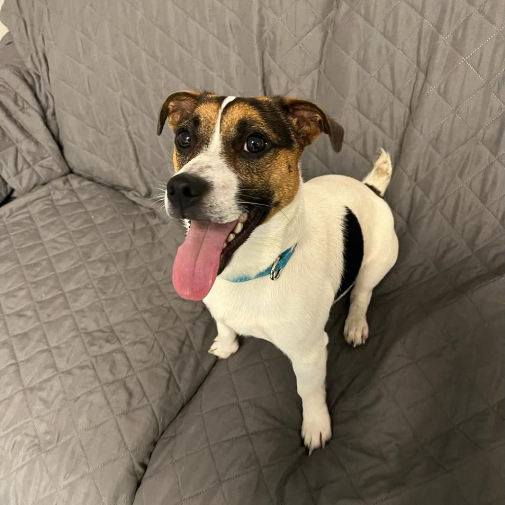 Enlarge Lucky, a Adopted mixed breed in Muskegon, MI image 5/6