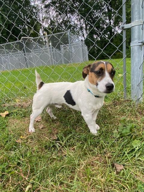 Enlarge Lucky, a Adopted mixed breed in Muskegon, MI image 6/6