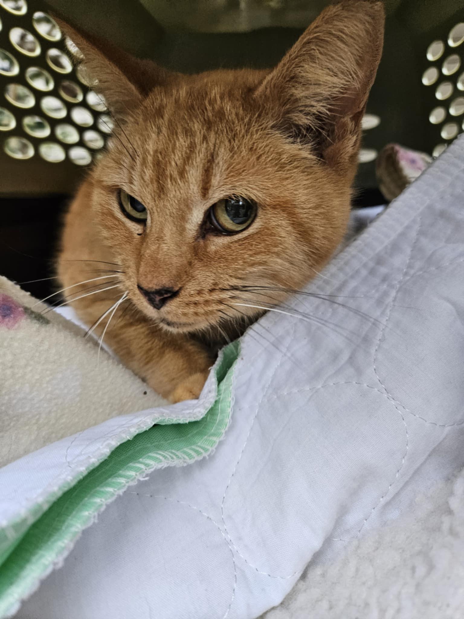 Butterscotch, Adoptable, Adult Female Domestic Short Hair.