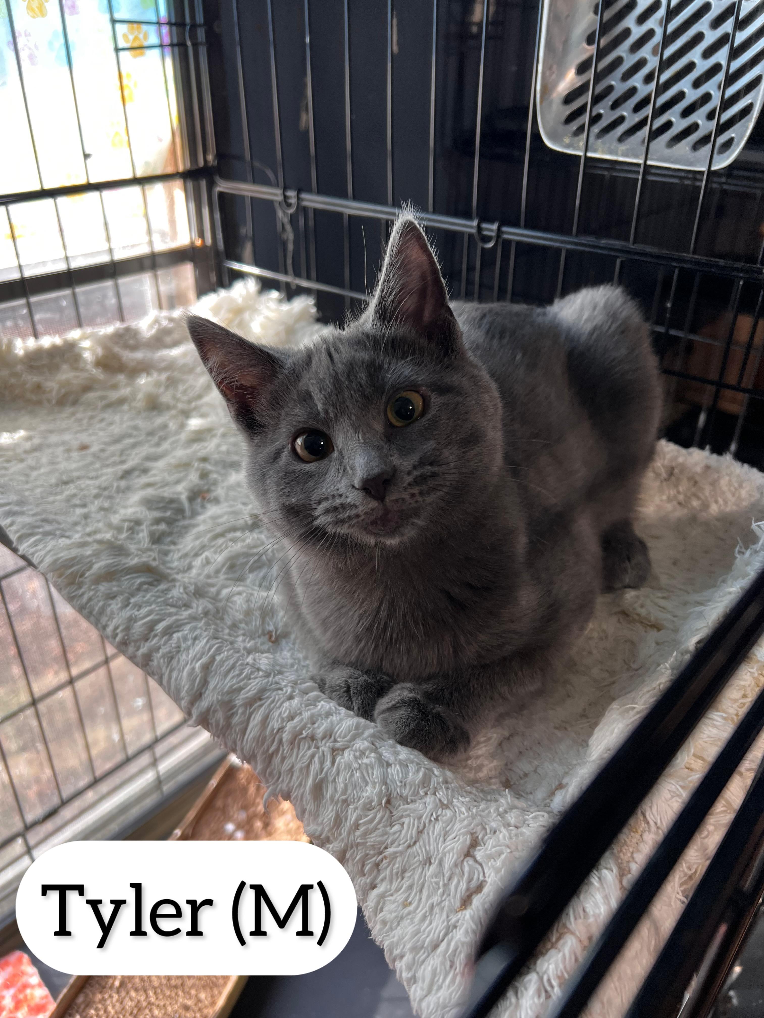 Tyler , adopted, Young Male Domestic Short Hair.