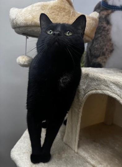 Enlarge Midnight, a ADOPTABLE Domestic Short Hair in Hutchinson, MN image 5/6