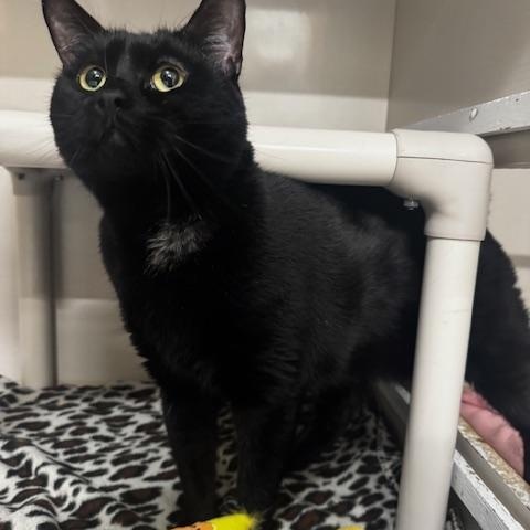 Enlarge Midnight, a ADOPTABLE Domestic Short Hair in Hutchinson, MN image 4/6