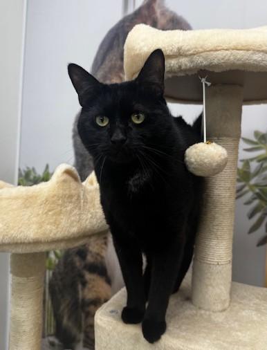 Enlarge Midnight, a ADOPTABLE Domestic Short Hair in Hutchinson, MN image 1/6