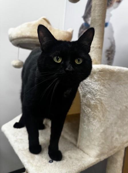 Enlarge Midnight, a ADOPTABLE Domestic Short Hair in Hutchinson, MN image 3/6