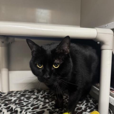 Enlarge Midnight, a ADOPTABLE Domestic Short Hair in Hutchinson, MN image 6/6