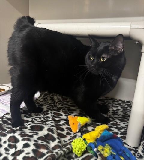 Enlarge Midnight, a ADOPTABLE Domestic Short Hair in Hutchinson, MN image 2/6