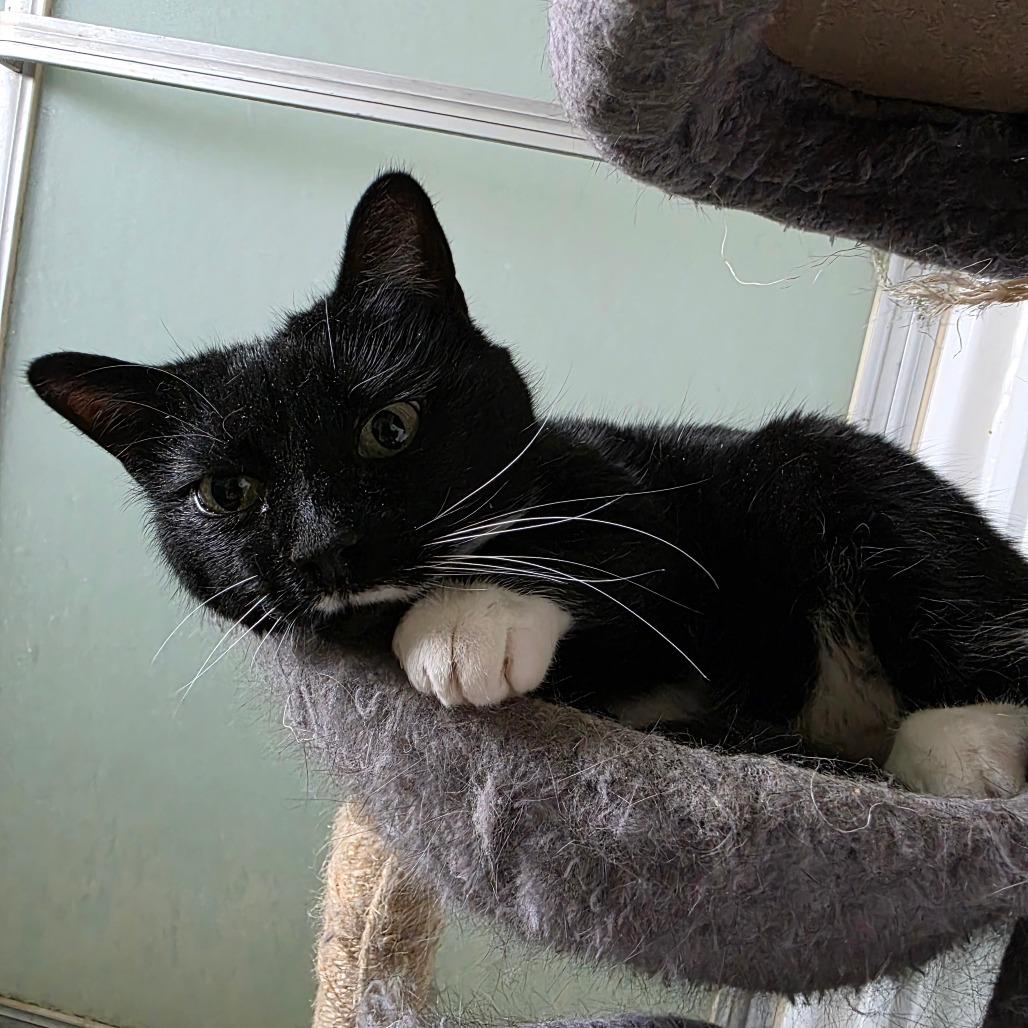 Enlarge Miss Fancy Pants, a Adoptable Domestic Short Hair in Grantsville, UT image 1/1