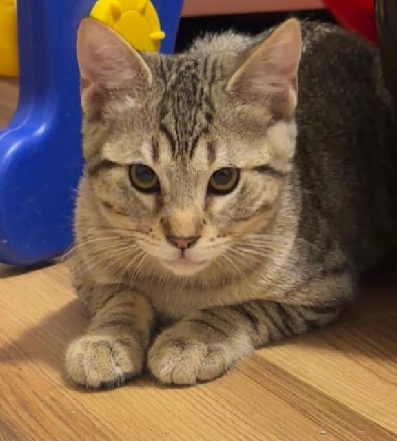 Enlarge Vinnie, a Adoptable Domestic Short Hair in Great Falls, MT image 1/1