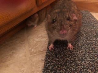 Devil Went Down to Georgia, Senior Male unknown