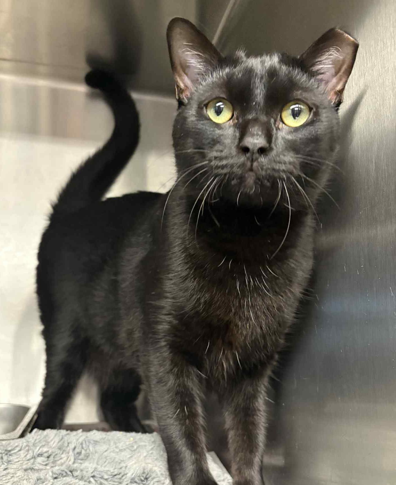 Ace, Adoptable, Adult Male Domestic Short Hair.