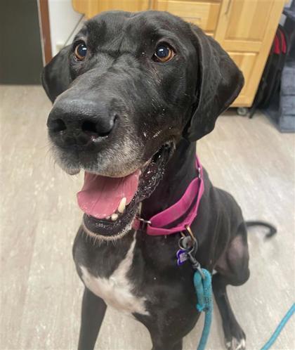 Venus, a Adoptable mixed breed in Burlington, WI image 1/3