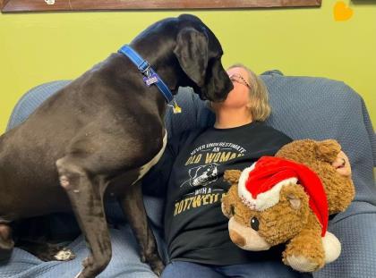 Venus, Adoptable, Adult Female Great Dane & Mixed Breed.