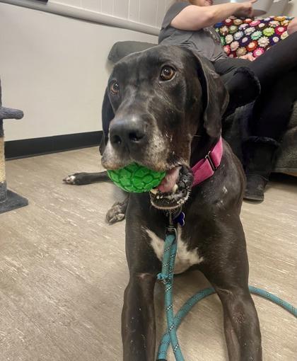 Venus, Adoptable, Adult Female Great Dane & Mixed Breed.