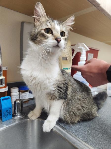 Ocean, Adoptable, Adult Female Domestic Medium Hair.