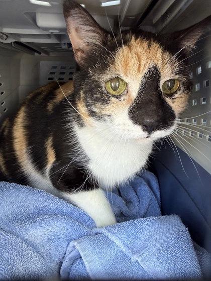 Cali, Adoptable, Senior Female Domestic Short Hair & Domestic Short Hair.