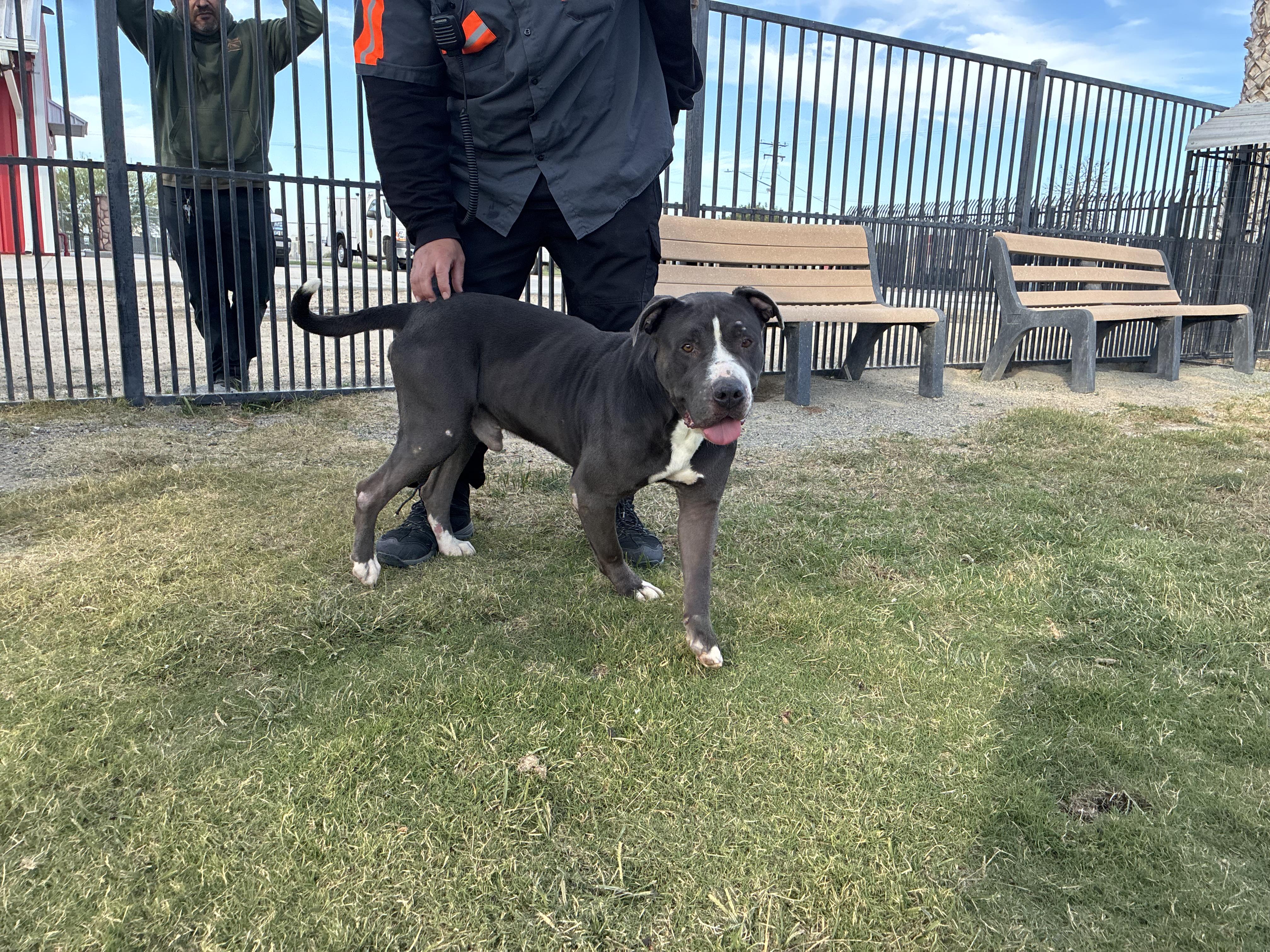 CHAPO, Adoptable, Adult Male Pit Bull Terrier.