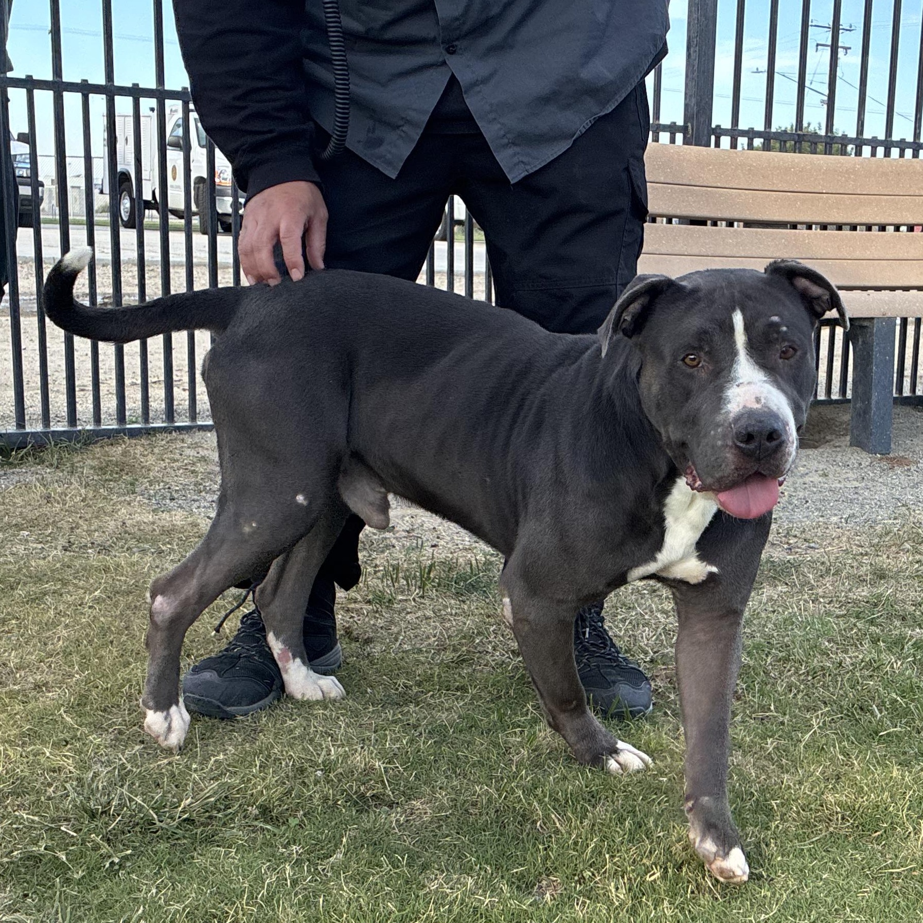 Enlarge CHAPO, a Adoptable Pit Bull Terrier in Delano, CA image 1/3