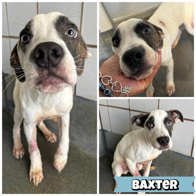 BLUE, Adoptable, Young Male American Staffordshire Terrier.