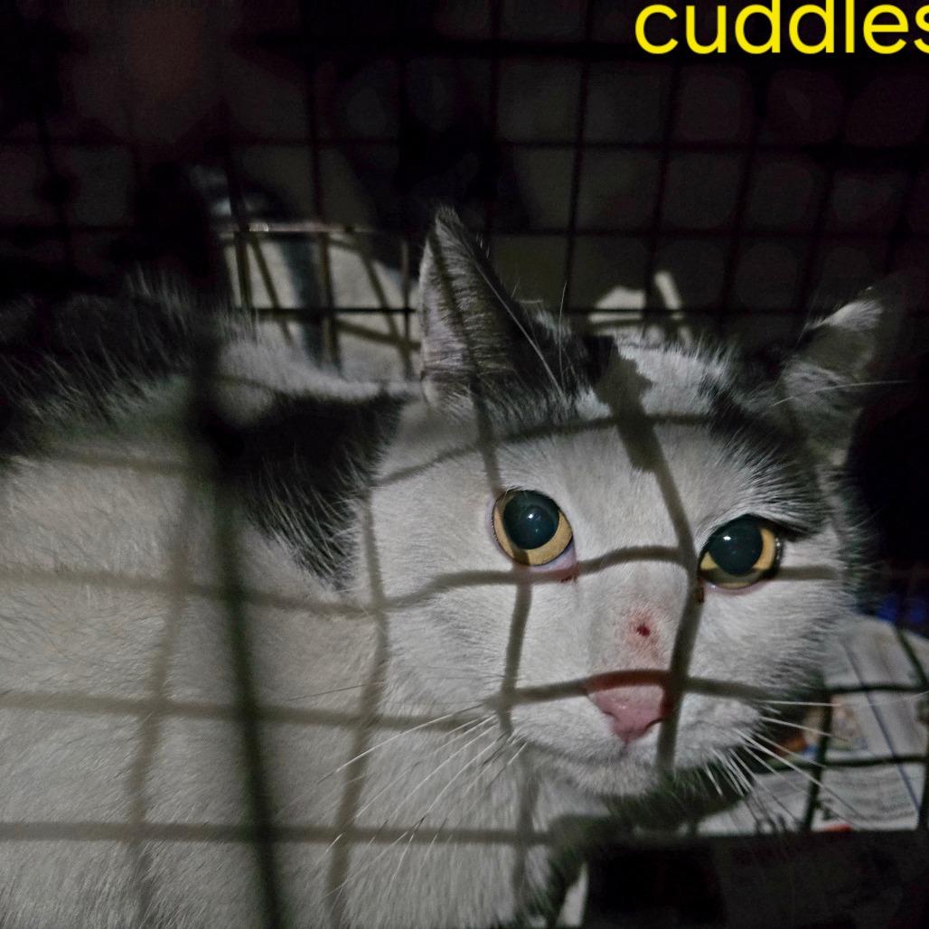 Enlarge Cuddles, a Adoptable Domestic Short Hair in Grantsville, UT image 1/1
