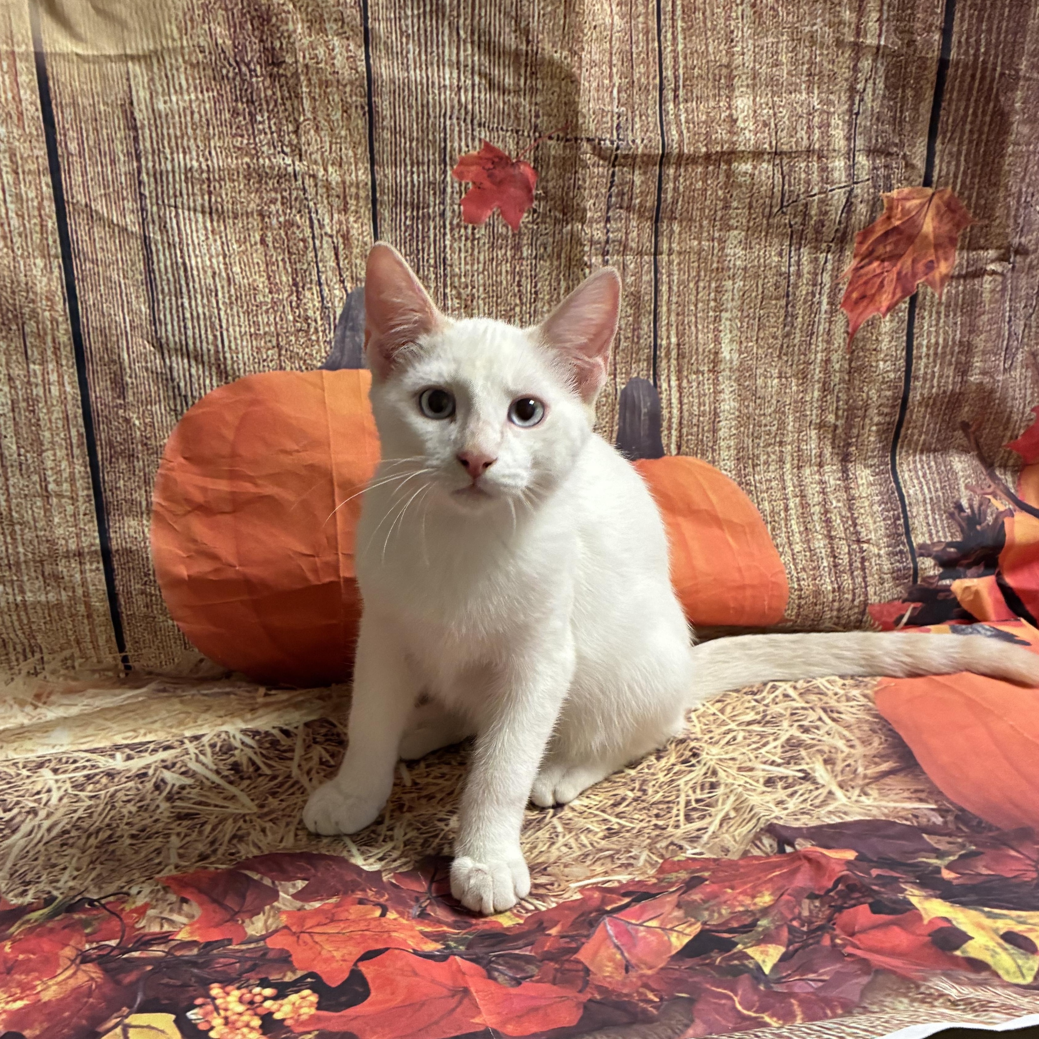 Enlarge Carson, a Adoptable mixed breed in queen creek, AZ image 1/4