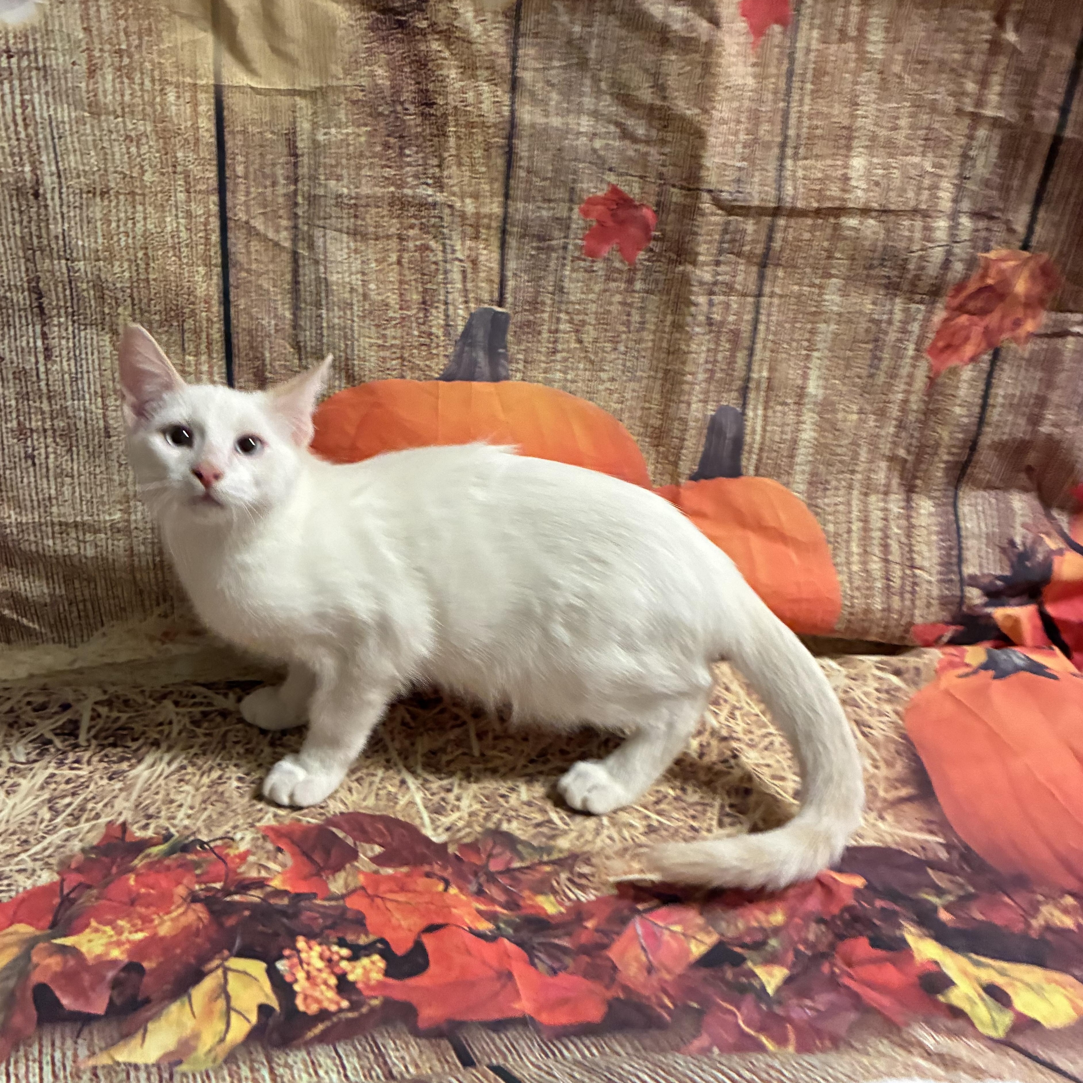 Enlarge Carson, a Adoptable mixed breed in queen creek, AZ image 3/4