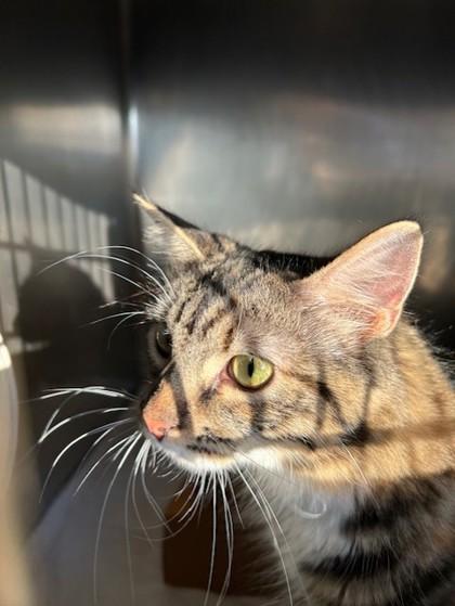 Fiona, Adoptable, Adult Female Domestic Medium Hair & Domestic Short Hair.