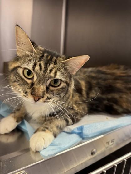 Fiona, a Adoptable mixed breed in Roseville, CA image 2/2