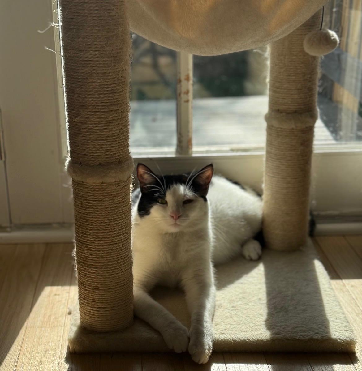 Enlarge Oreo: A Sweet Treat Looking for a Home, a ADOPTABLE Domestic Short Hair in Bristow, VA image 1/6