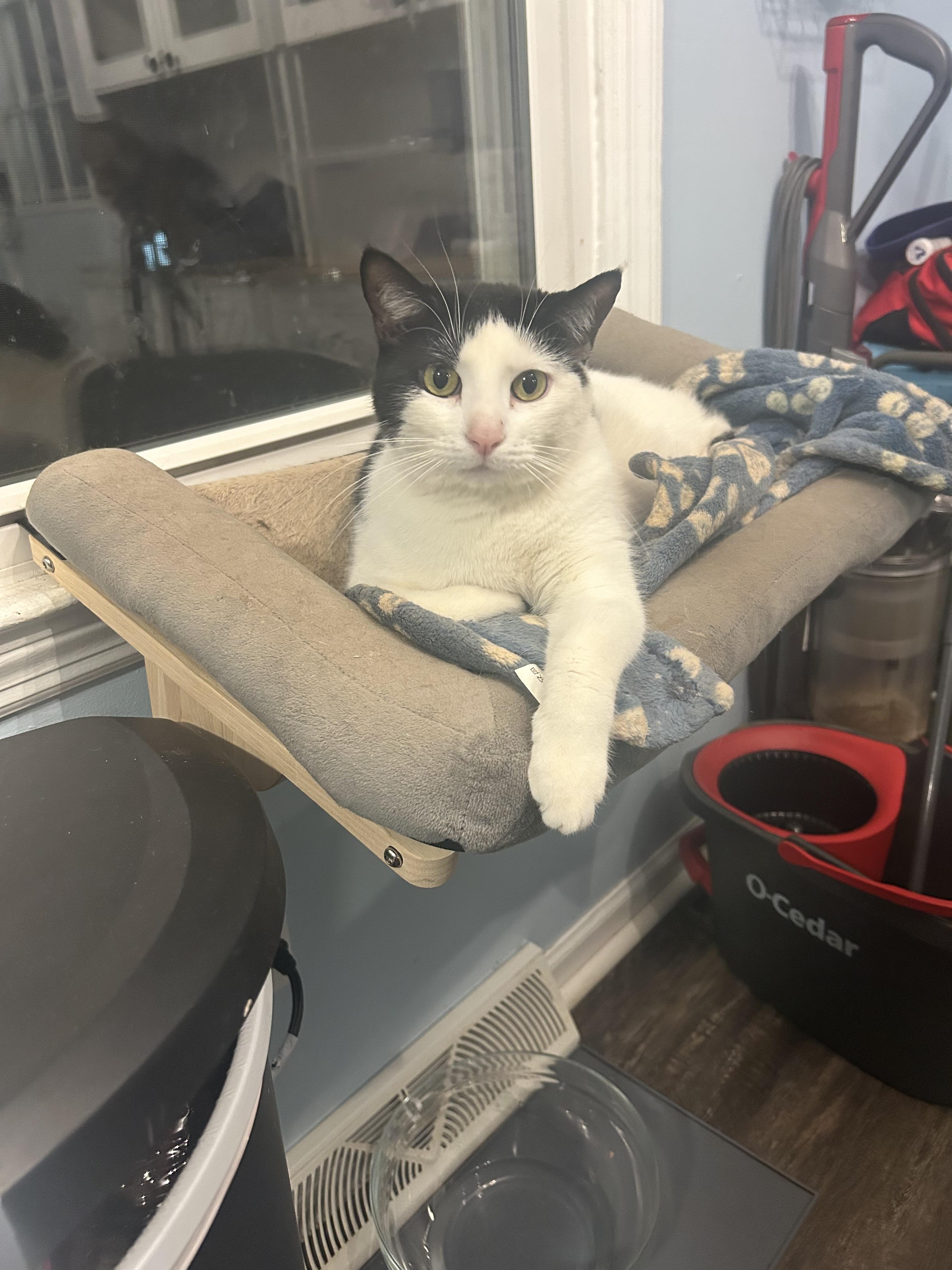 Enlarge Oreo: A Sweet Treat Looking for a Home, a ADOPTABLE Domestic Short Hair in Bristow, VA image 2/6