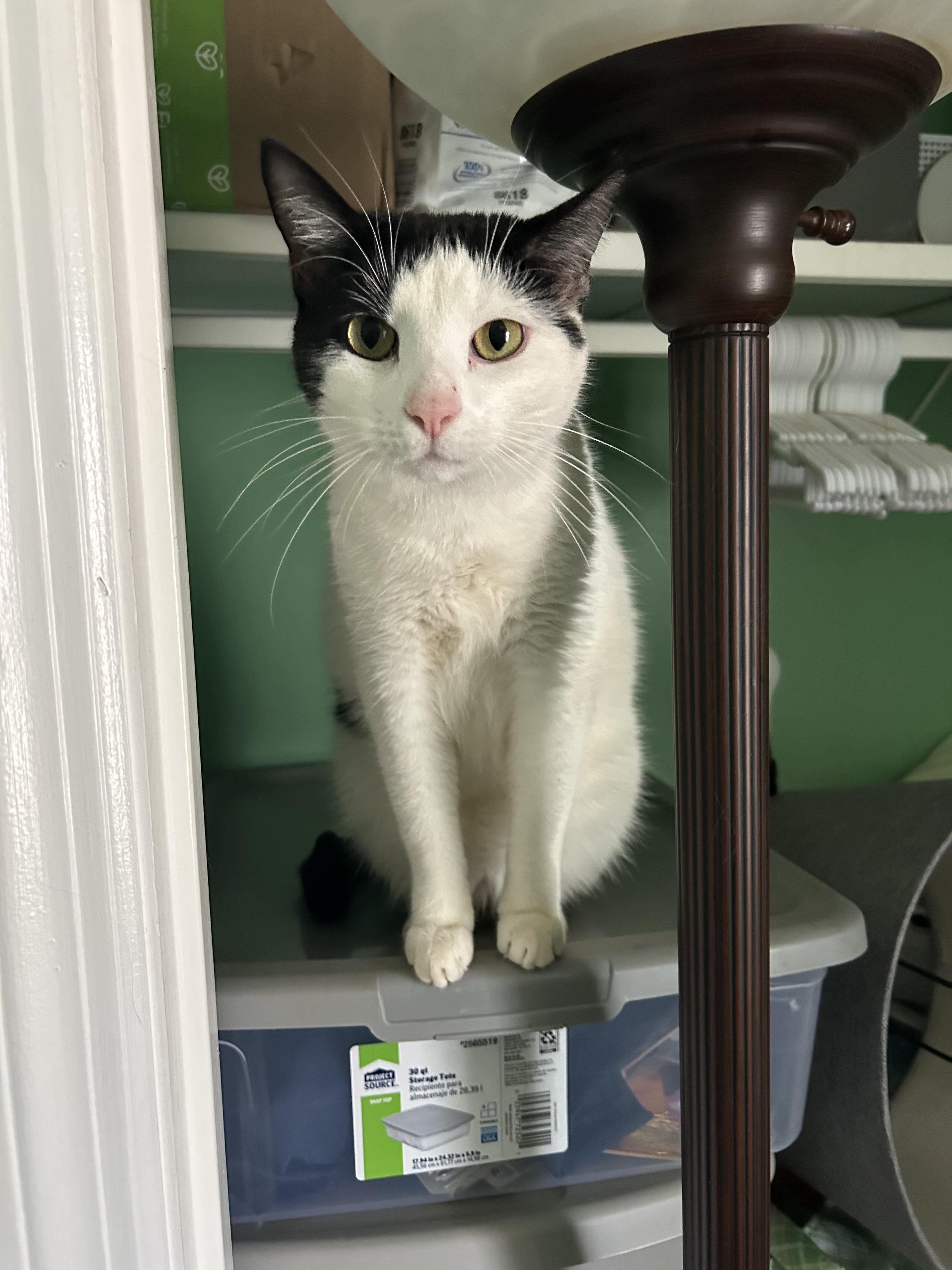 Enlarge Oreo: A Sweet Treat Looking for a Home, a ADOPTABLE Domestic Short Hair in Bristow, VA image 6/6