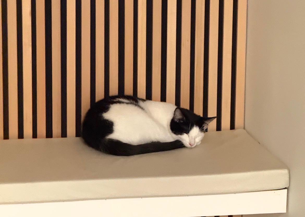 Enlarge Oreo: A Sweet Treat Looking for a Home, a ADOPTABLE Domestic Short Hair in Bristow, VA image 5/6