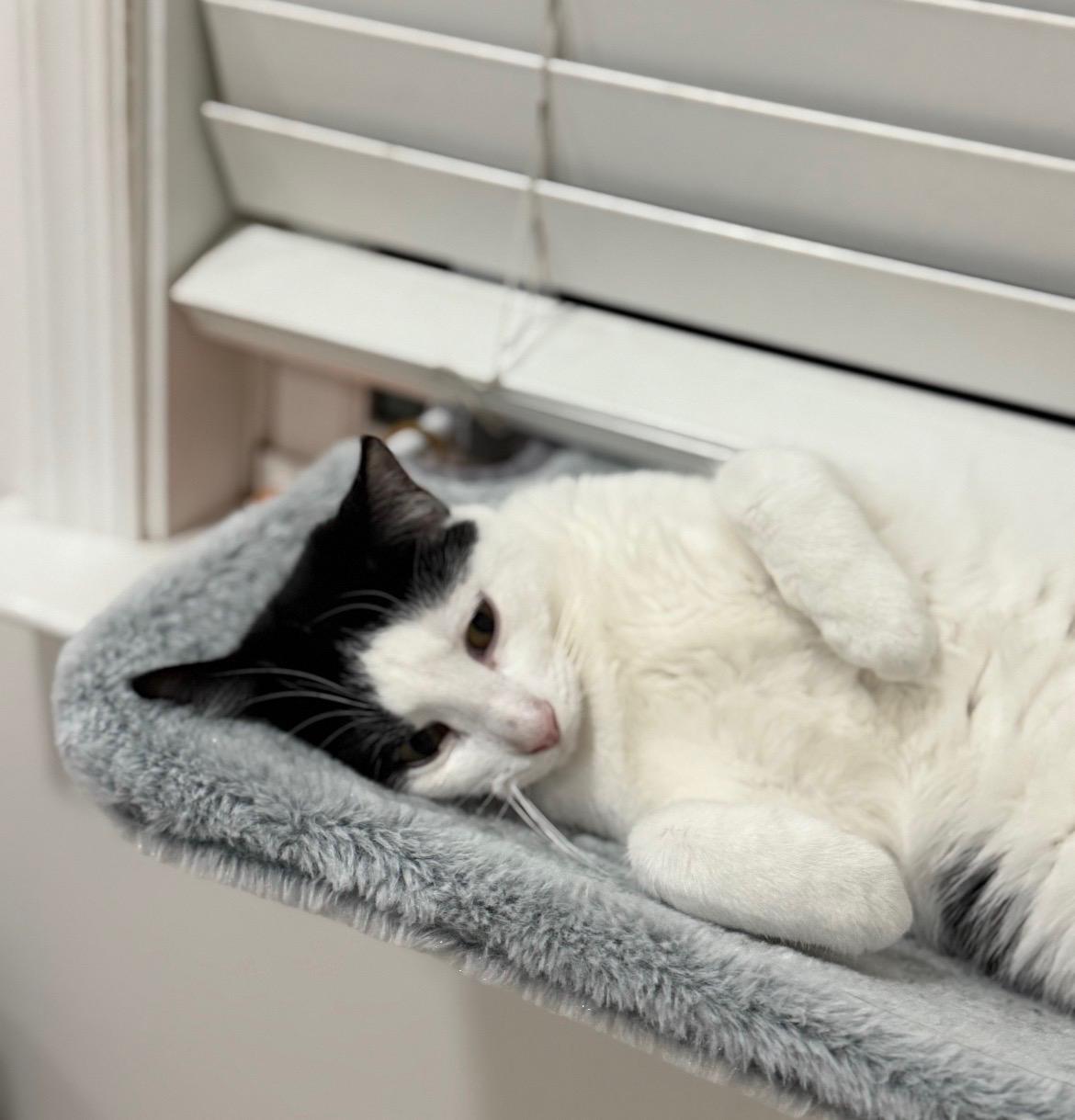 Enlarge Oreo: A Sweet Treat Looking for a Home, a ADOPTABLE Domestic Short Hair in Bristow, VA image 3/6