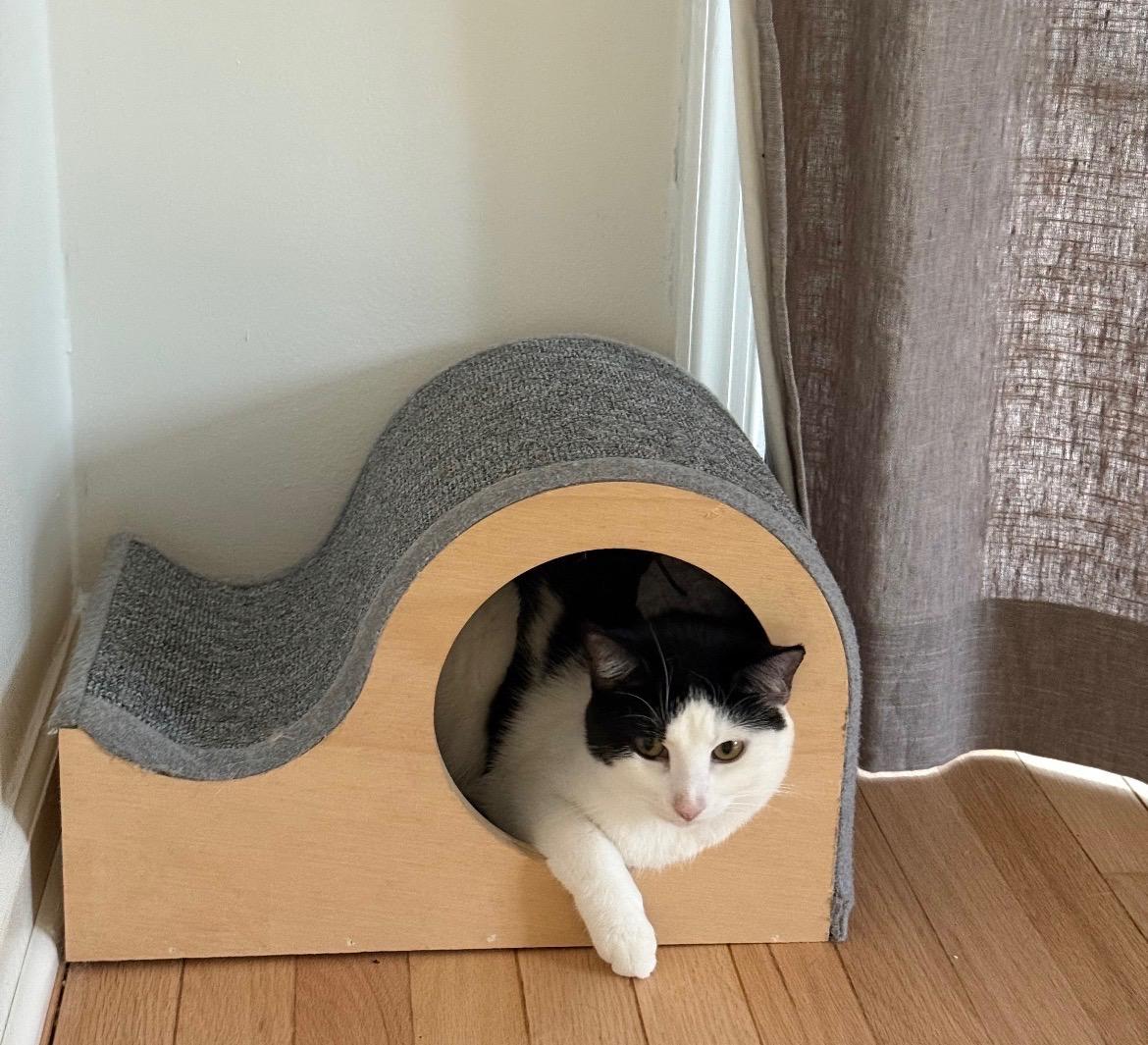 Enlarge Oreo: A Sweet Treat Looking for a Home, a ADOPTABLE Domestic Short Hair in Bristow, VA image 4/6