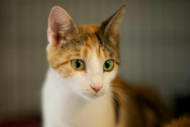 Callista, Adoptable, Senior Female Domestic Short Hair.