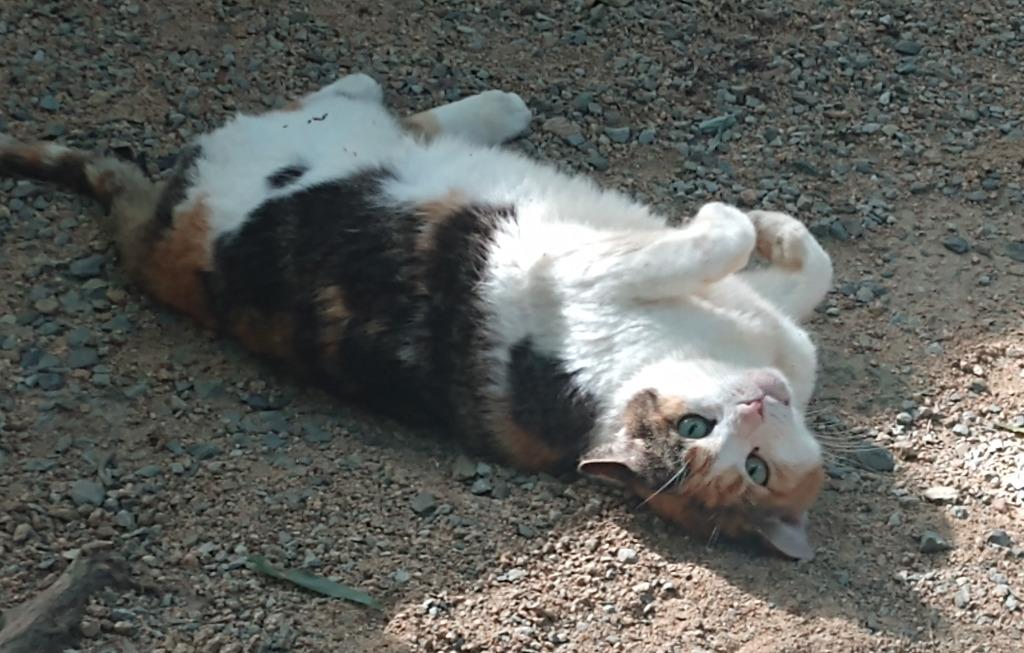 Enlarge Callista, a Adoptable mixed breed in Pittsboro, NC image 2/3