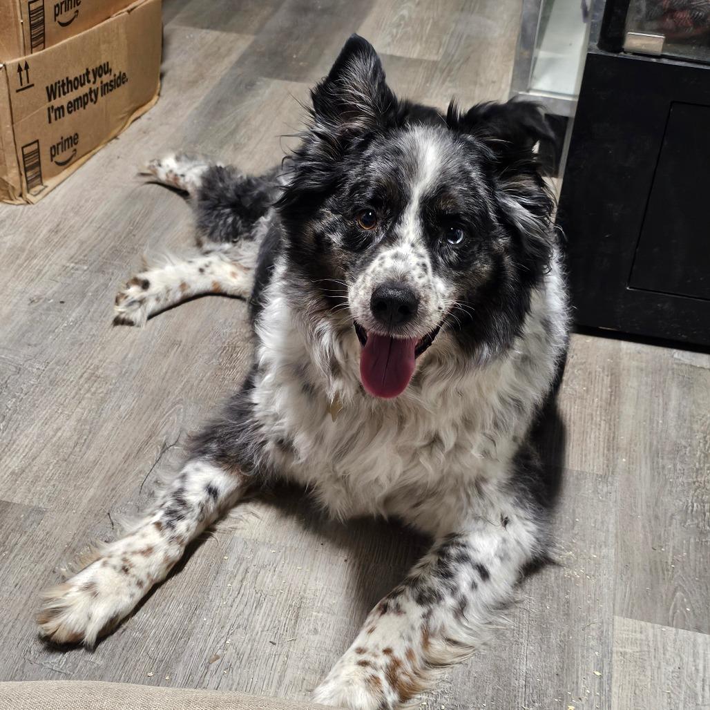 Tripp, Adoptable, Senior Male Australian Shepherd.