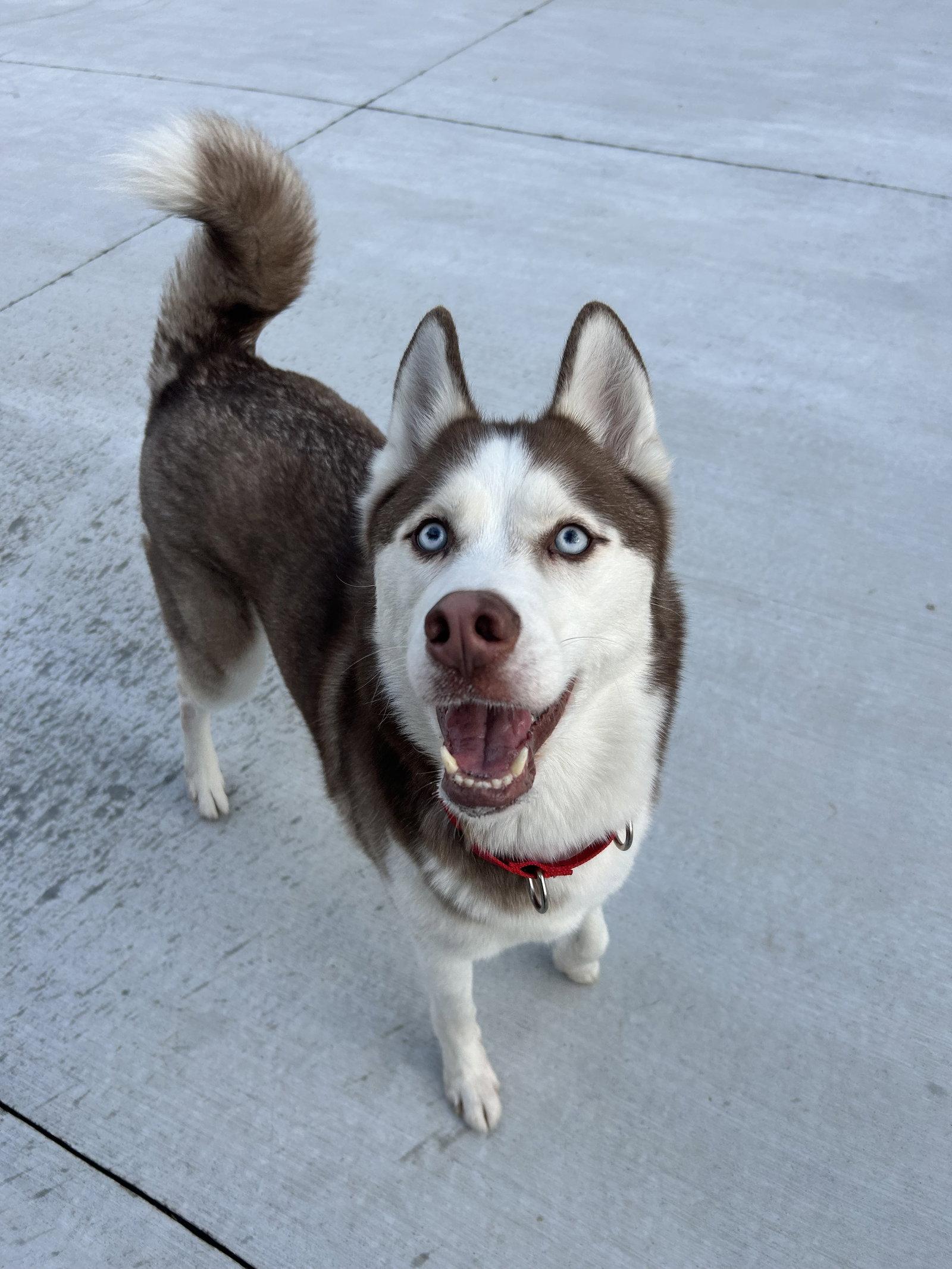 Prince, Adoptable, Adult Male Husky.