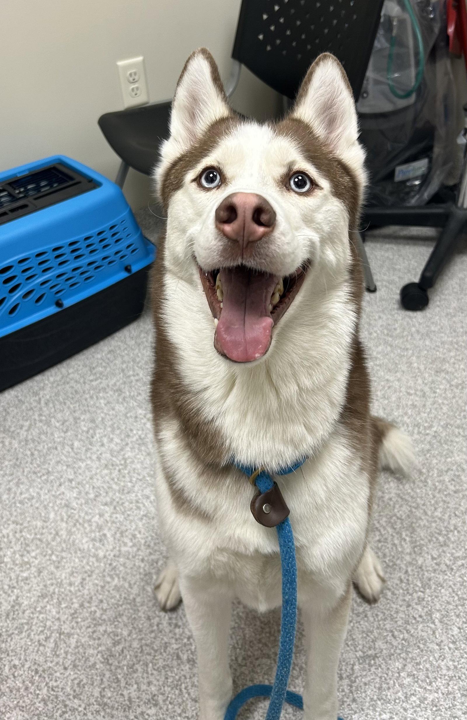 Prince, a Adoptable Husky in Lancaster, PA image 2/3
