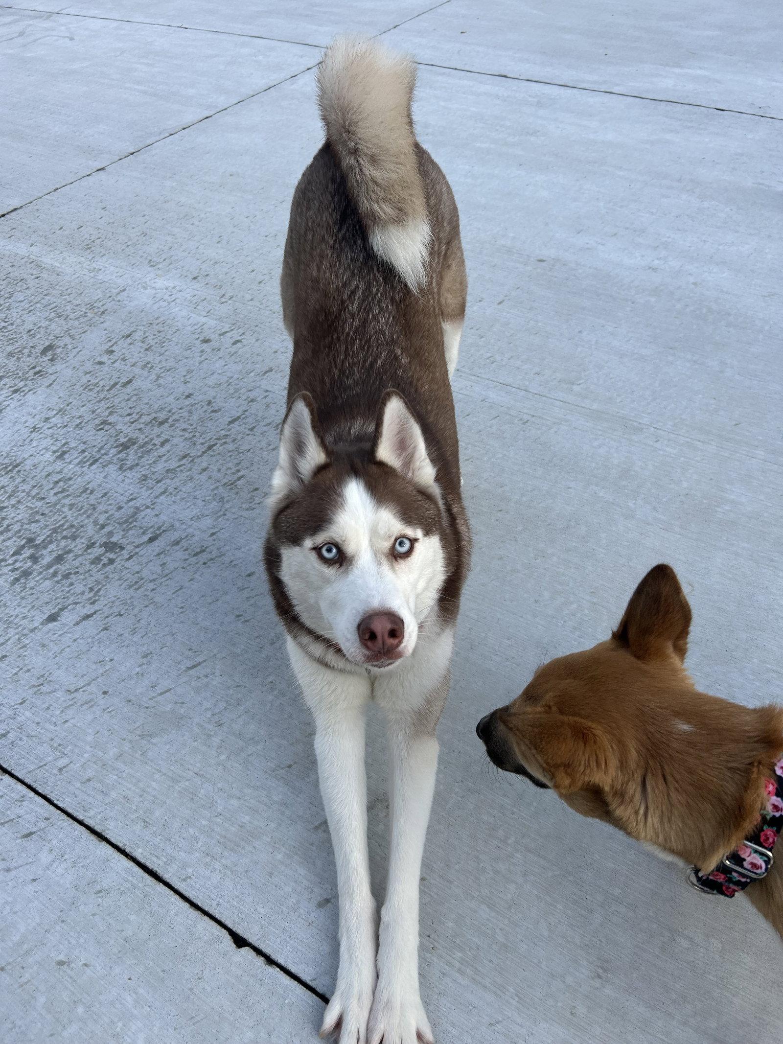 Prince, a Adoptable Husky in Lancaster, PA image 3/3