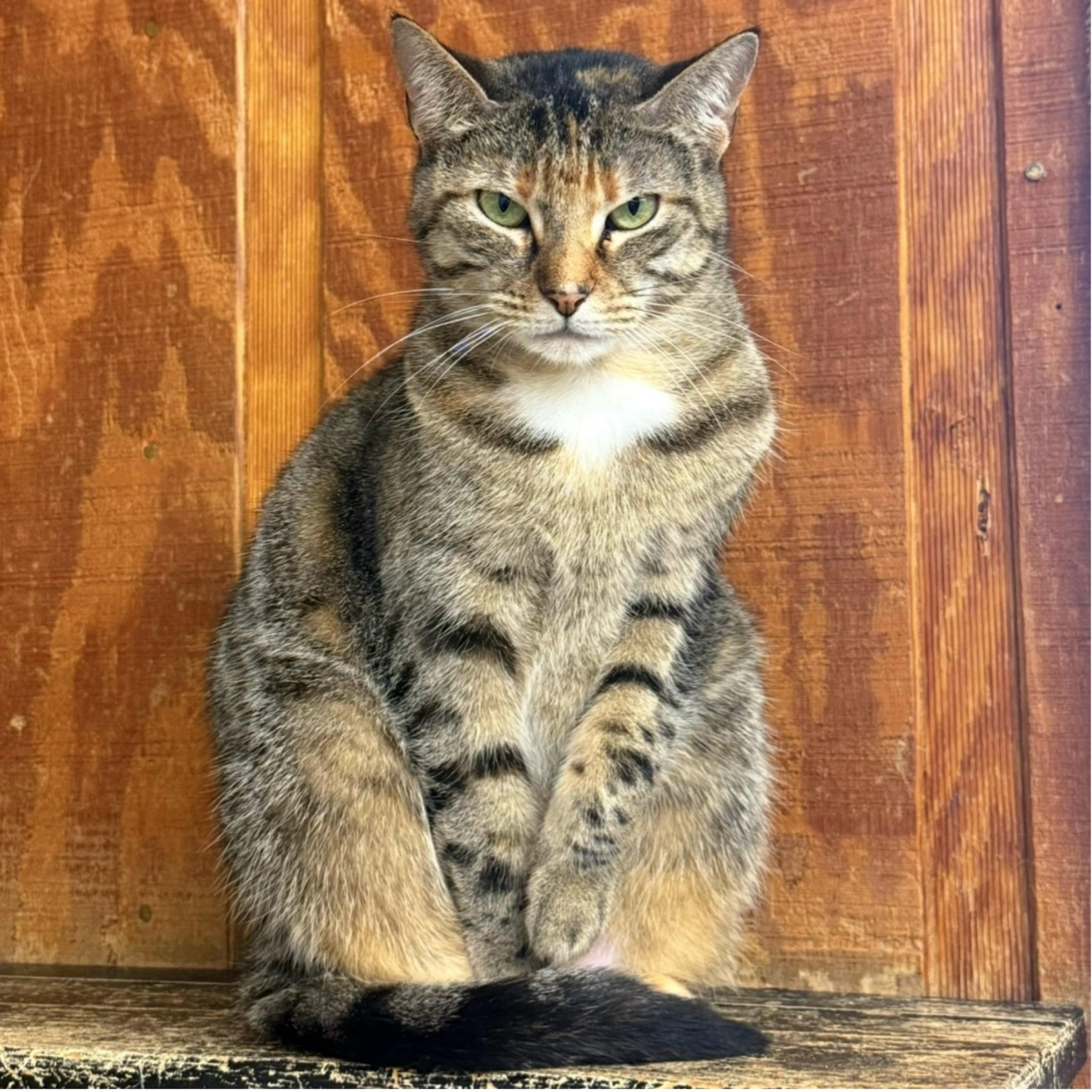 Selina — thumbnail 2