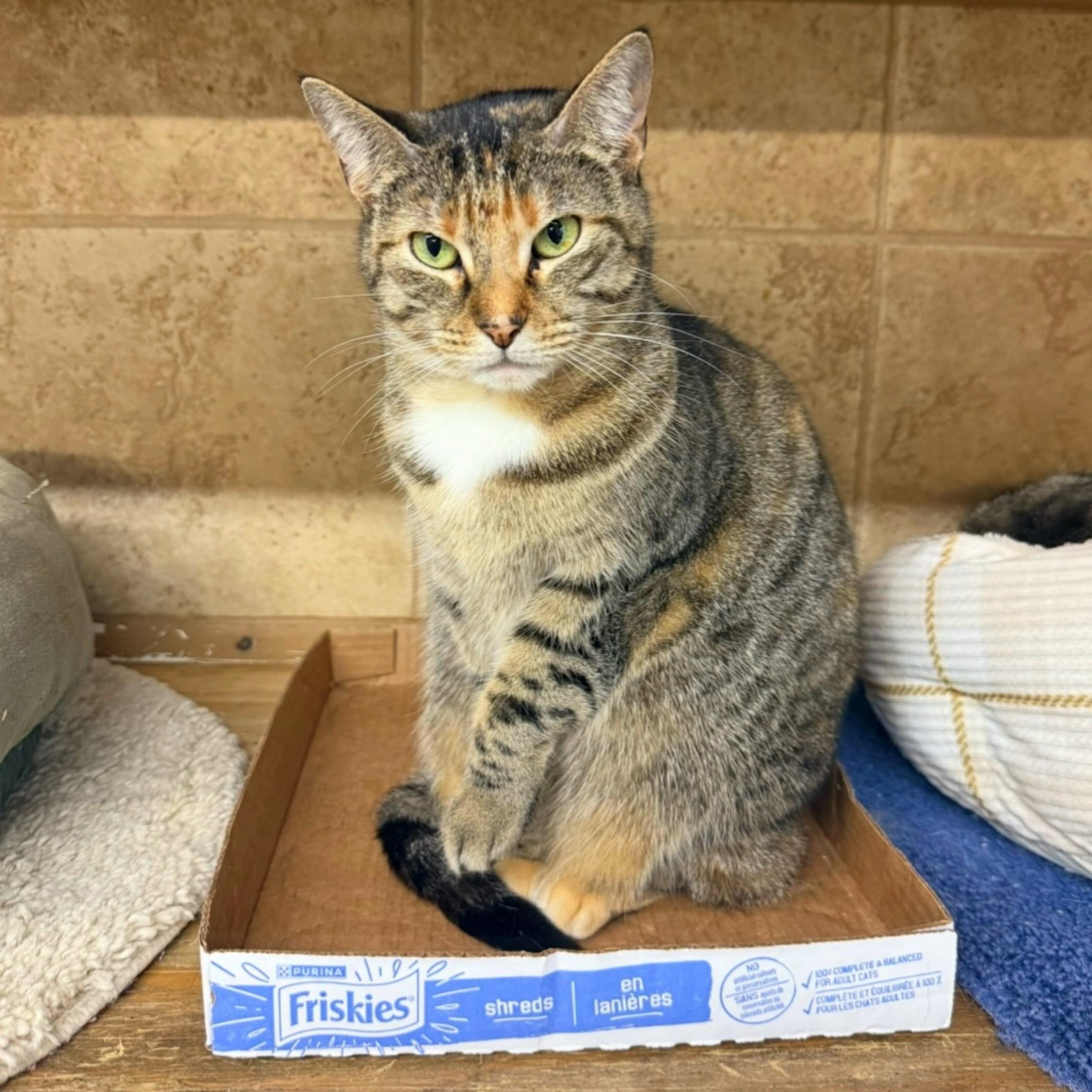 Selina — thumbnail 6