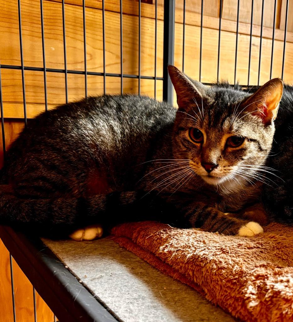 MAXON 11 Bruce, Adoptable, Young Male American Shorthair.