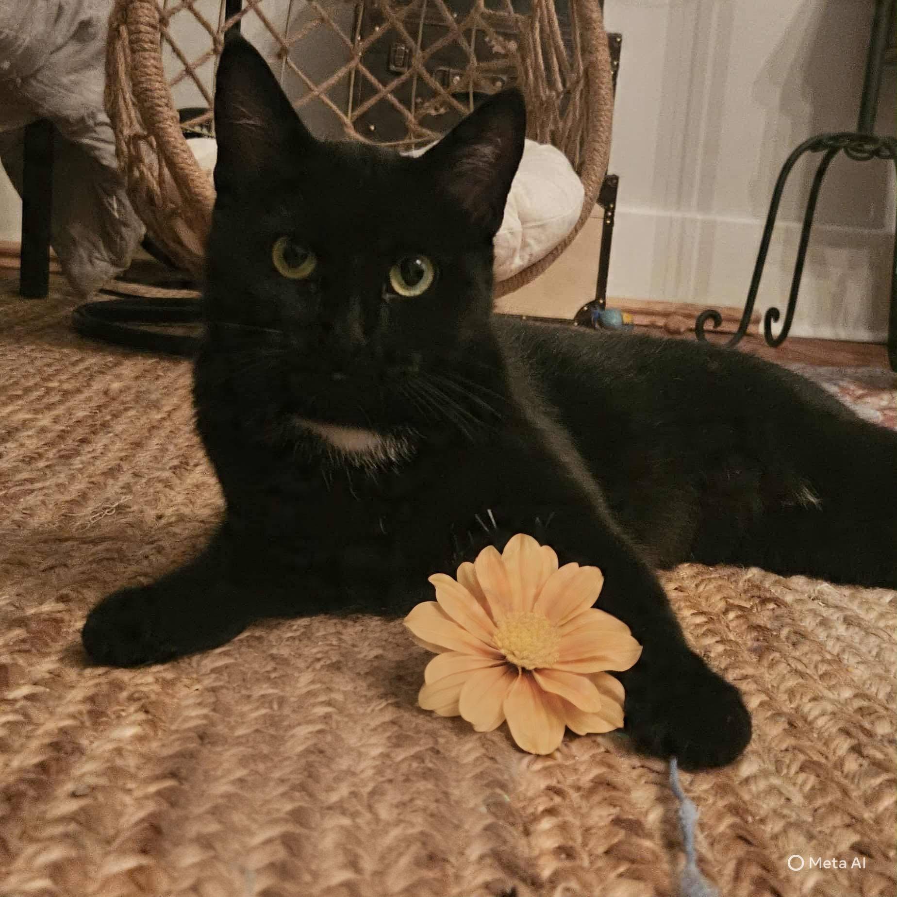 RYLINA, Adoptable, Adult Female Domestic Short Hair.