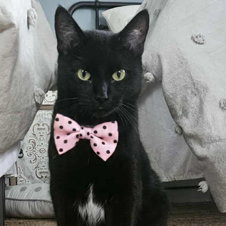 RYLINA, Adoptable, Adult Female Domestic Short Hair.