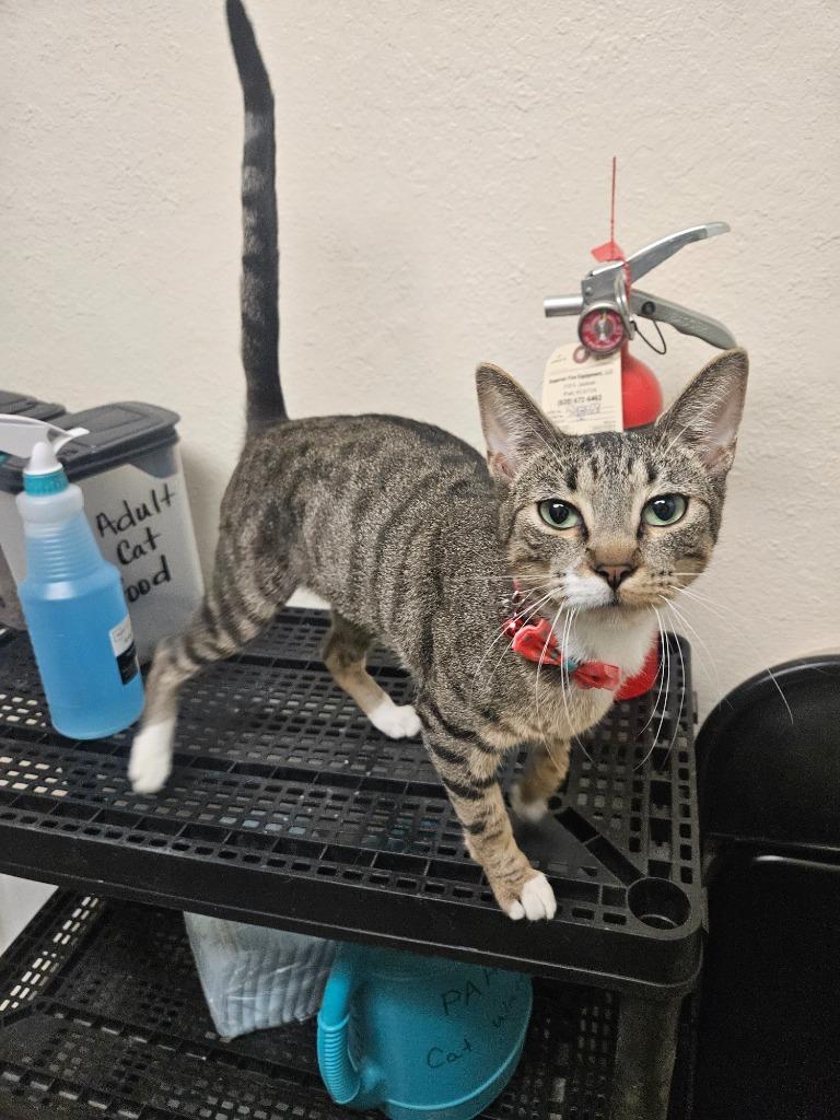 Coral, Adoptable, Young Female Domestic Short Hair.